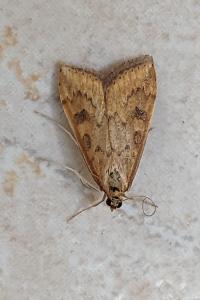 <i>Udea ferrugalis</i>