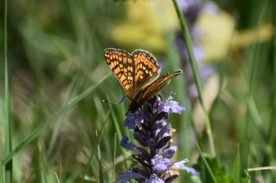 <i>Euphydryas aurinia</i>