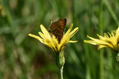 <i>Euphydryas aurinia</i>