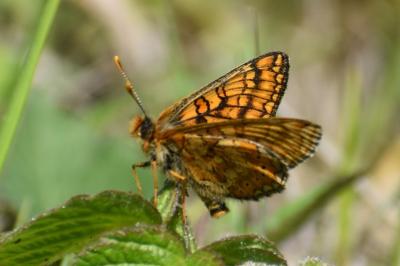 <i>Euphydryas aurinia</i>