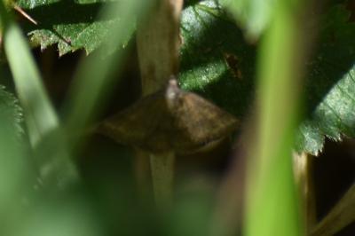 <i>Pyrausta despicata</i>