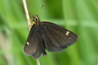 <i>Heteropterus morpheus</i>