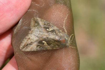 <i>Autographa gamma</i>