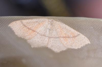 <i>Cyclophora punctaria</i>