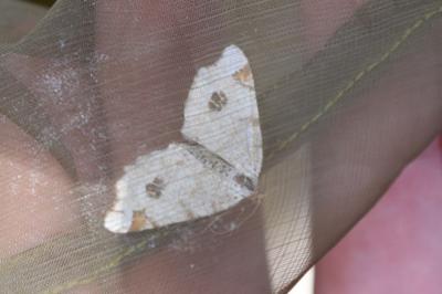 <i>Macaria notata</i>
