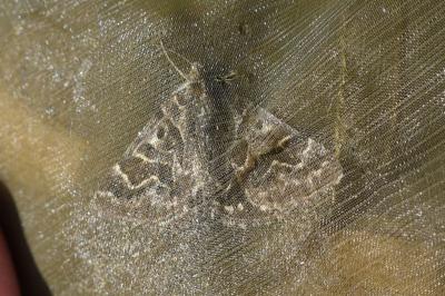 <i>Euclidia mi</i>