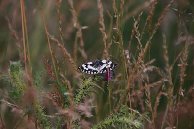 <i>Melanargia galathea</i>