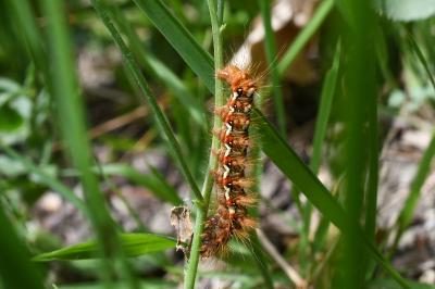 <i>Acronicta rumicis</i>