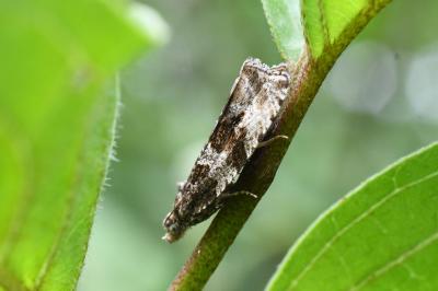 <i>Celypha</i>