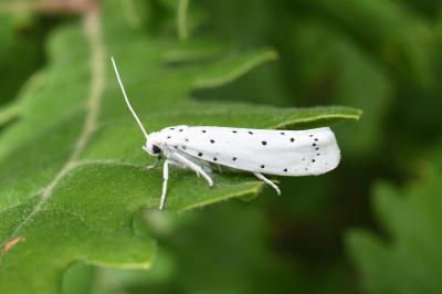 <i>Yponomeuta</i>