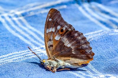 <i>Apatura ilia</i>
