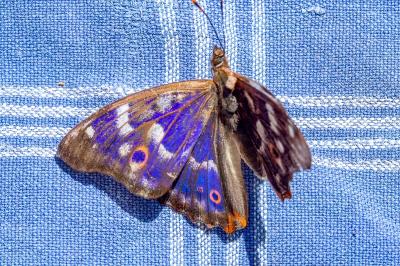 <i>Apatura ilia</i>