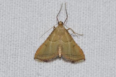 <i>Endotricha flammealis</i>