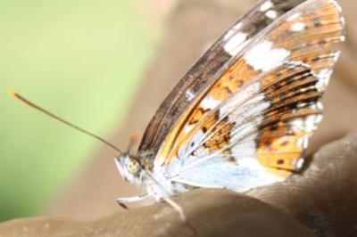 <i>Limenitis camilla</i>