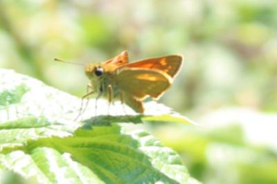 <i>Ochlodes sylvanus</i>