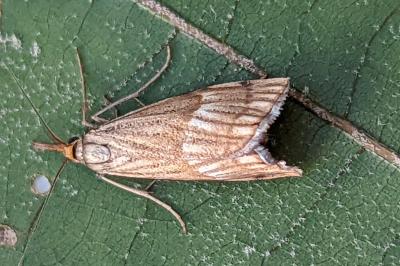 <i>Chrysocrambus linetella</i>