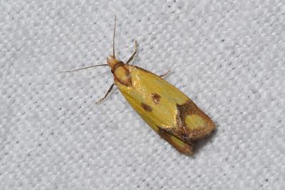 <i>Agapeta zoegana</i>