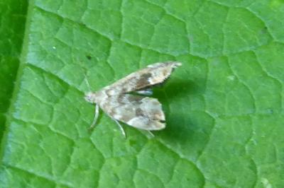 <i>Anthophila fabriciana</i>