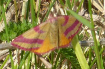 <i>Lythria cruentaria</i>