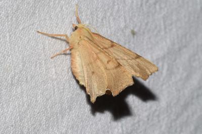 <i>Ennomos erosaria</i>