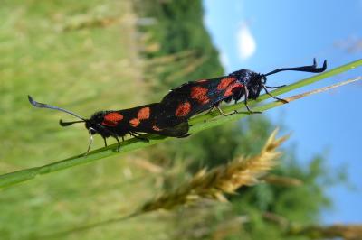 <i>Zygaena trifolii</i>