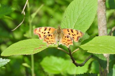 <i>Polygonia c-album</i>