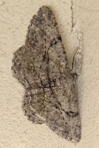 <i>Peribatodes rhomboidaria</i>