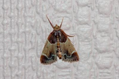 <i>Pyralis farinalis</i>