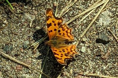 <i>Polygonia c-album</i>