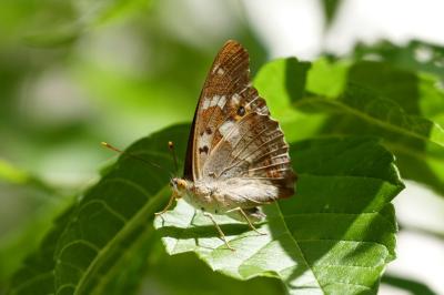 <i>Apatura ilia</i>
