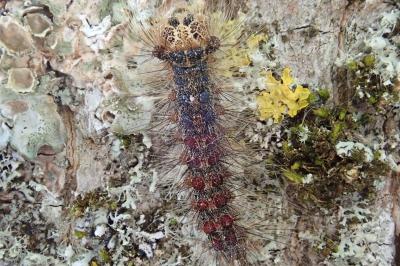 <i>Lymantria dispar</i>