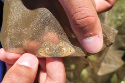 <i>Coenonympha pamphilus</i>