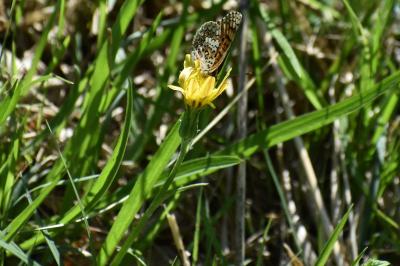 <i>Melitaea phoebe</i>