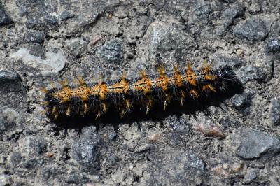 <i>Nymphalis polychloros</i>