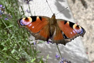 <i>Aglais io</i>