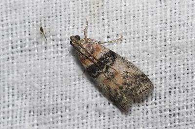 <i>Sciota rhenella</i>
