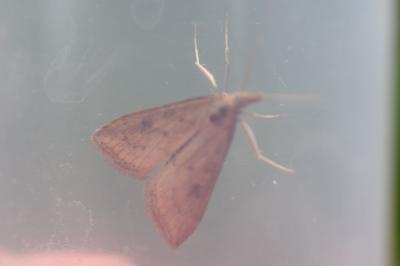 <i>Udea ferrugalis</i>