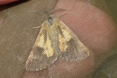 <i>Bupalus piniaria</i>