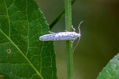 <i>Yponomeuta</i>