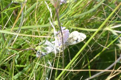 <i>Melanargia galathea</i>