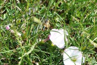 <i>Hemaris tityus</i>