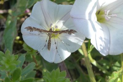 <i>Oxyptilus</i>