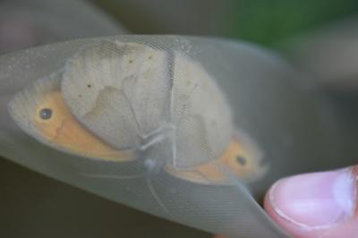 <i>Maniola jurtina</i>