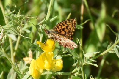 <i>Boloria dia</i>