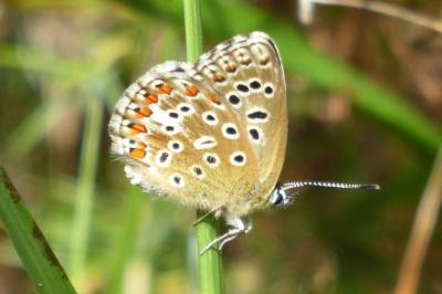 <i>Lysandra bellargus</i>