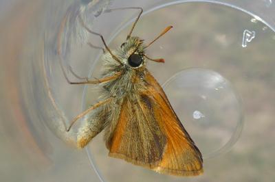 <i>Thymelicus sylvestris</i>
