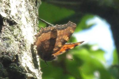 <i>Nymphalis polychloros</i>