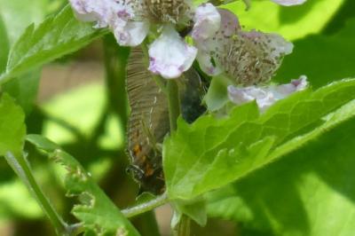<i>Satyrium ilicis</i>
