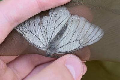 <i>Aporia crataegi</i>