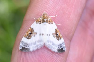 <i>Plemyria rubiginata</i>